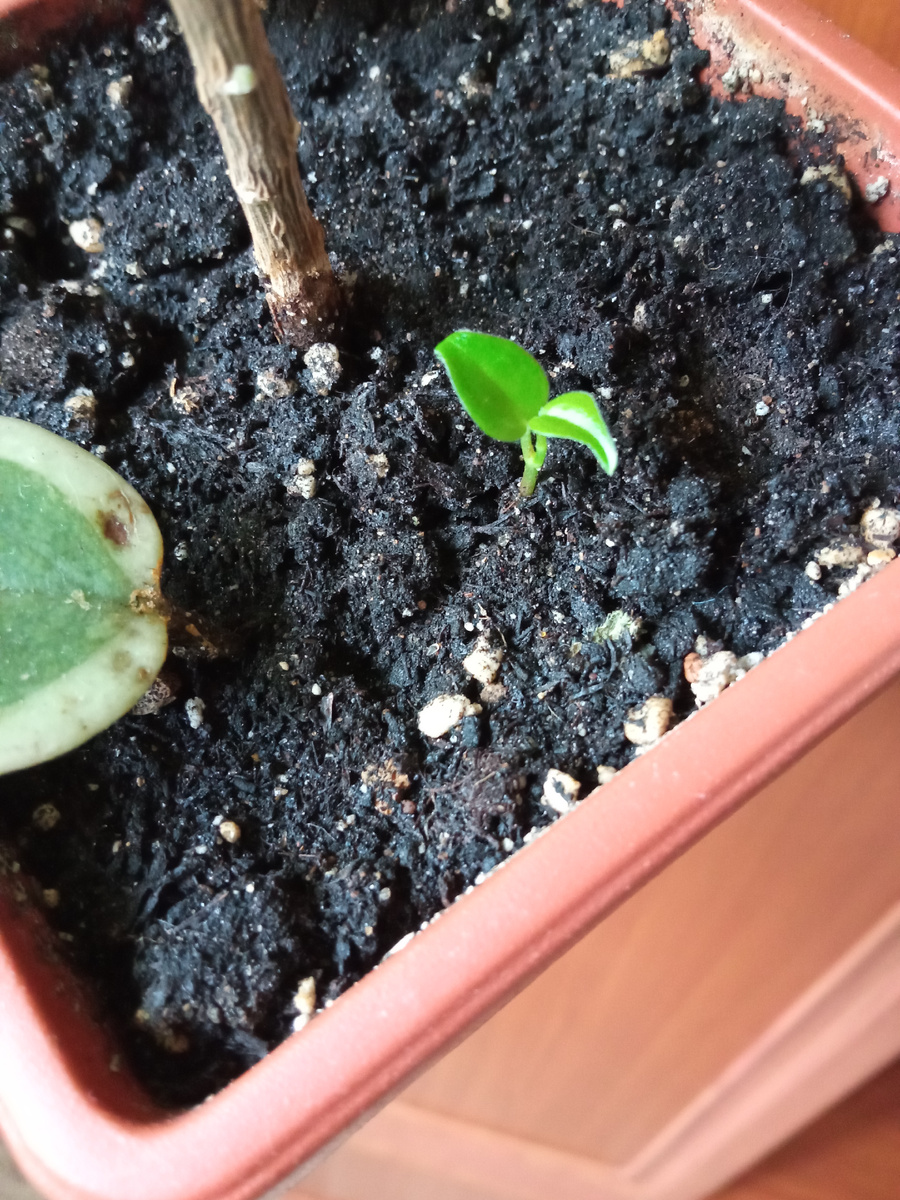 Держу кулачки, хоть бы такка.