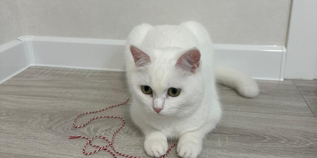 Аляска и её веревочка: история любви