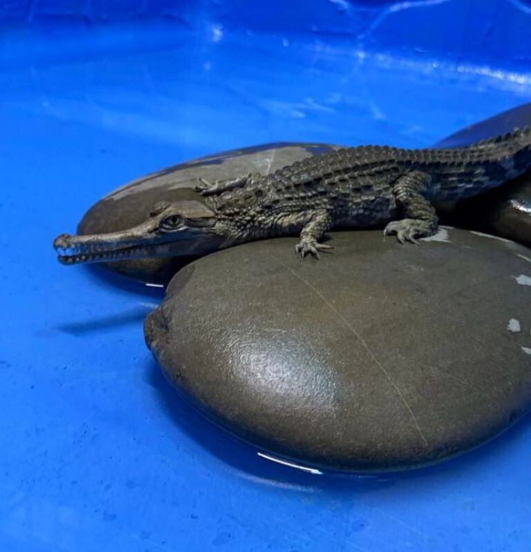 Фото: из тг-канала "Баба Фрося"