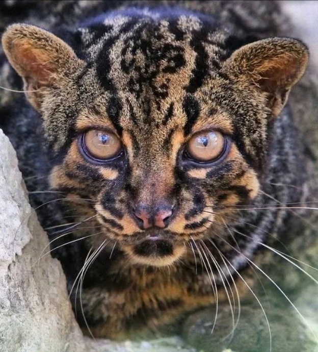 Мраморная кошка. Фото из интернета. 