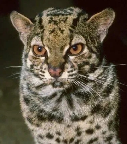 Мраморная кошка. Фото из интернета. 