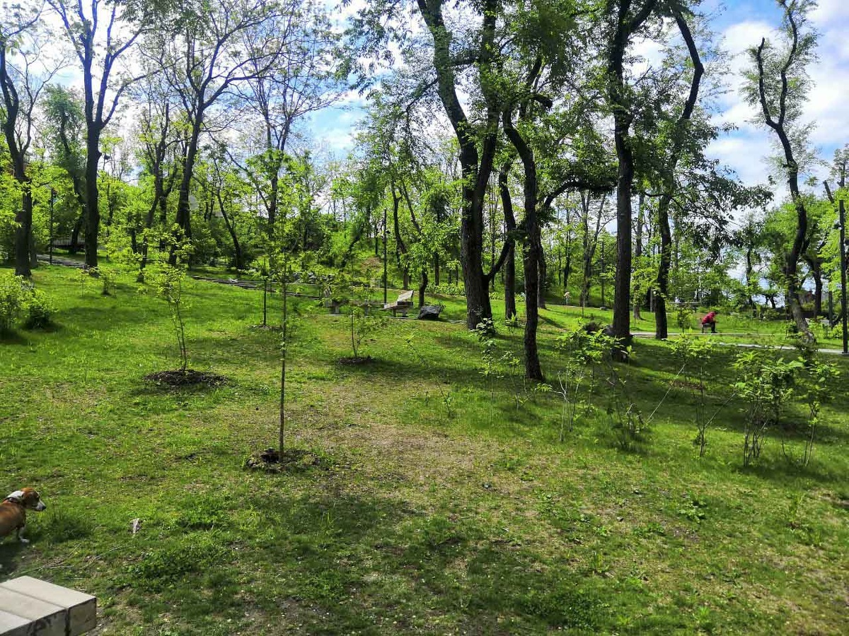 Саженцы высадила молодежь.  Фото: Фото: ФедералПресс / Анна Миронова