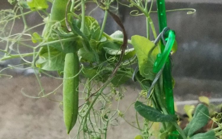    Когда можно сажать горох весной и с какими соседями он уживается