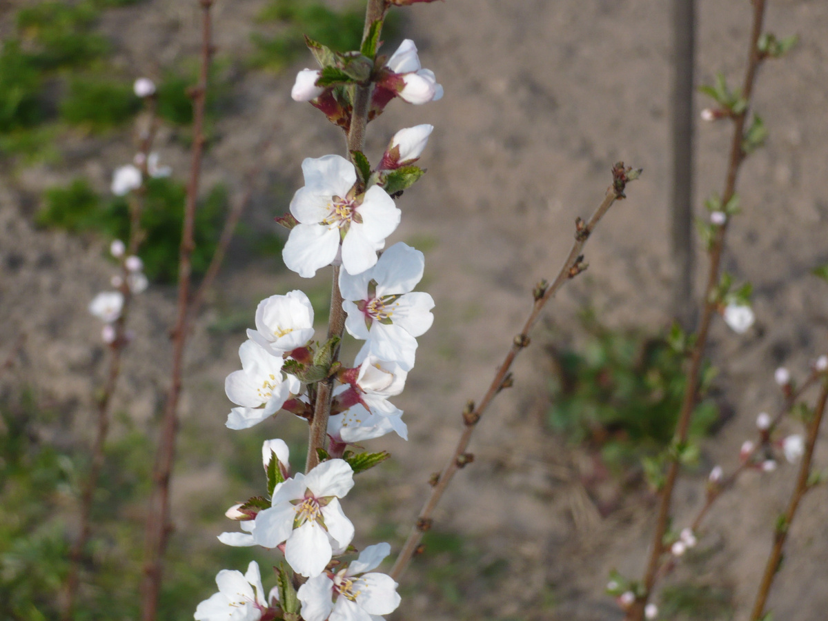 Войлочная вишня