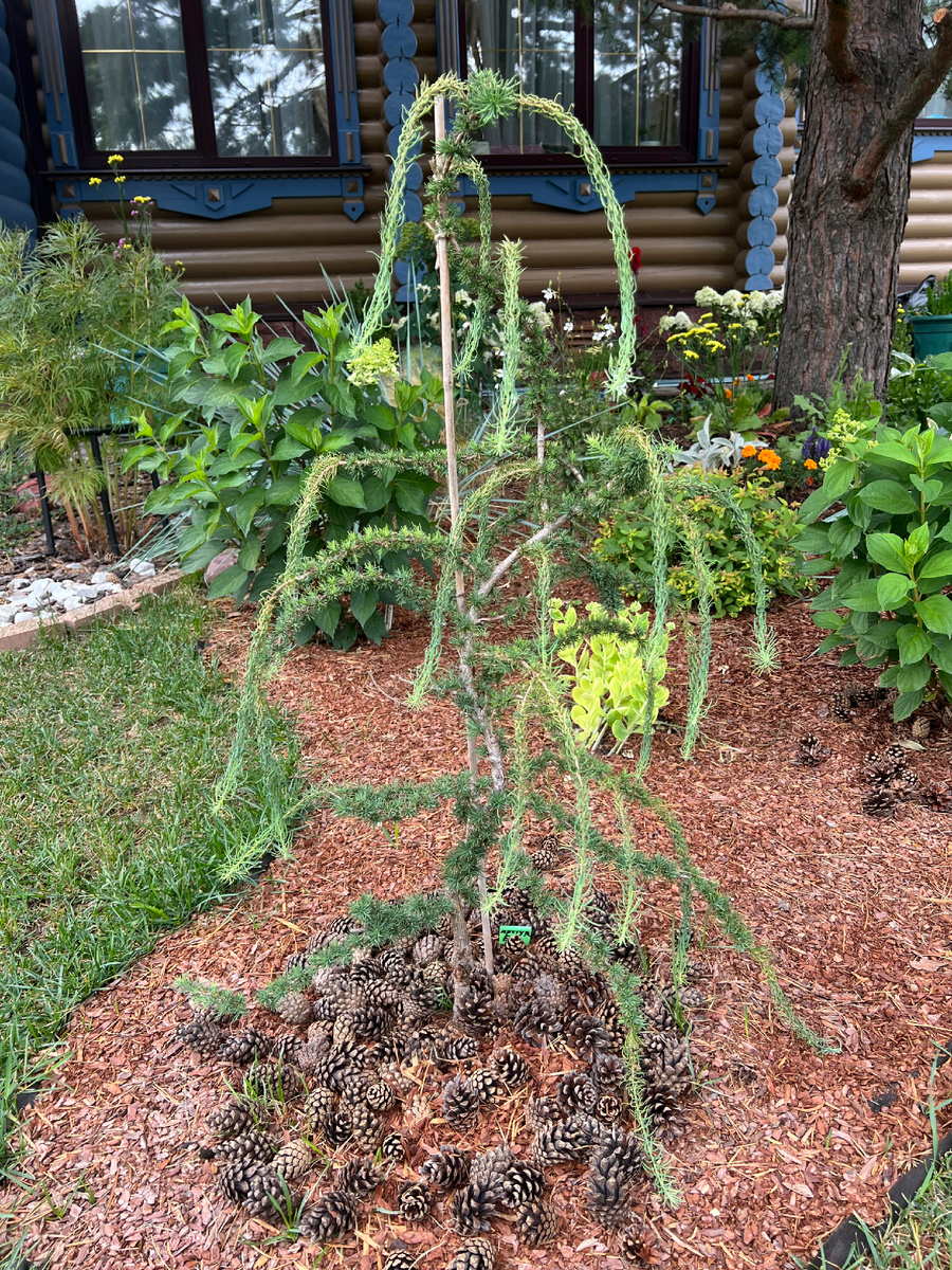 Лиственница Ванк