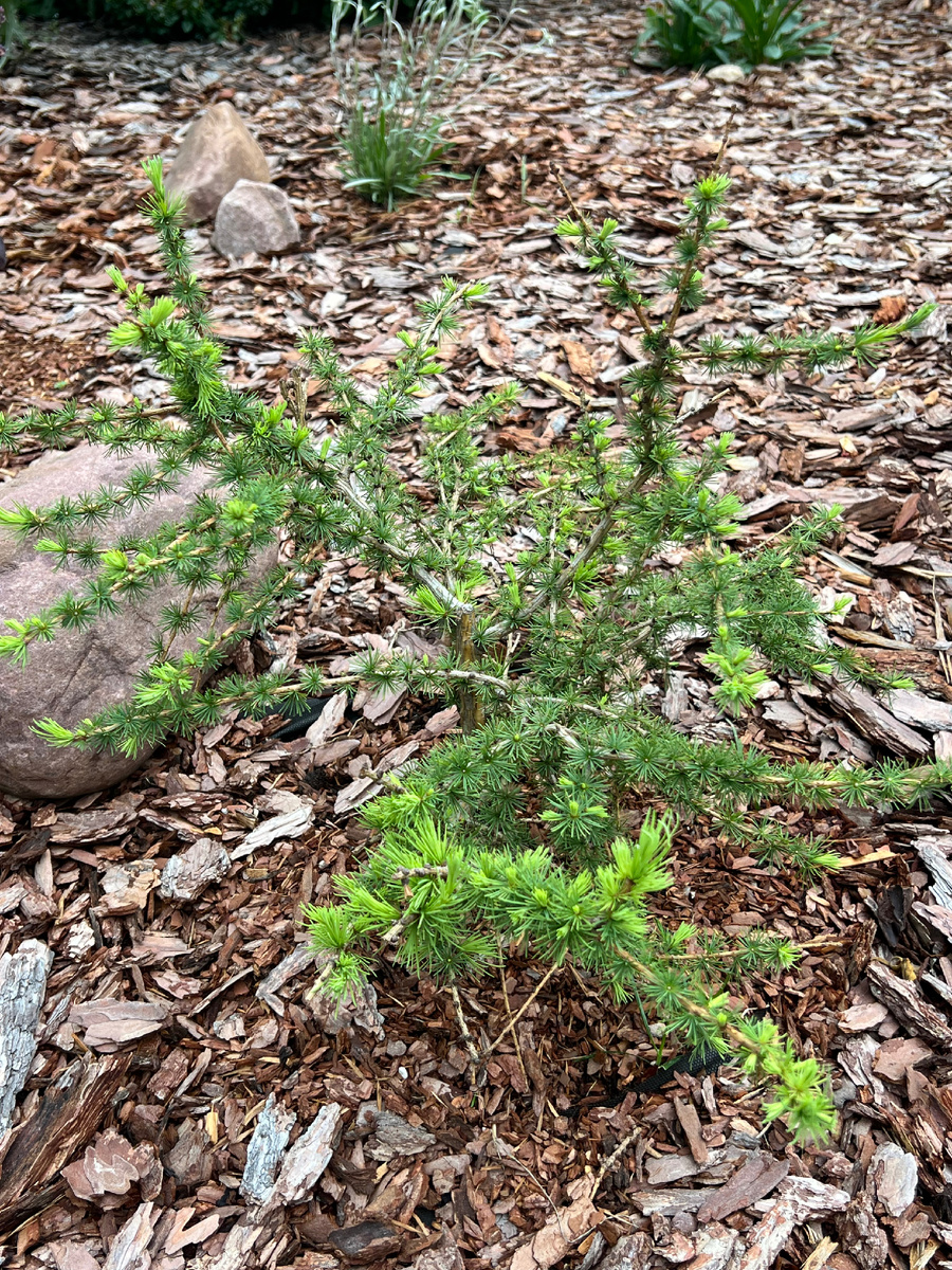 В моем саду 