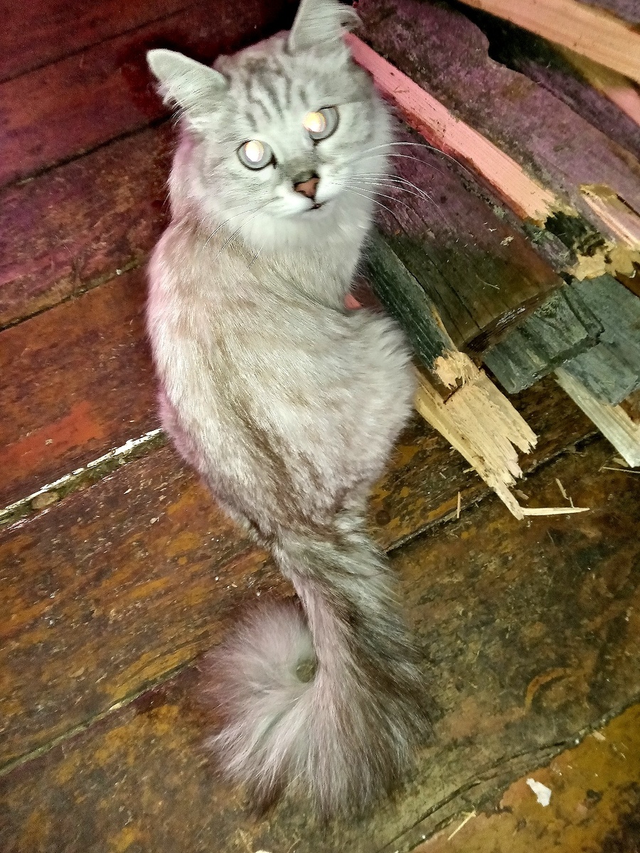 Ума, про хвост крючком написано ниже