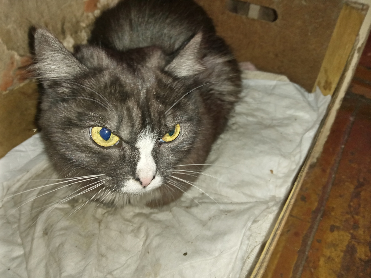 Своя, но дикая, как хорек. Именуется Киска, имя свое знает, ну хотя бы...