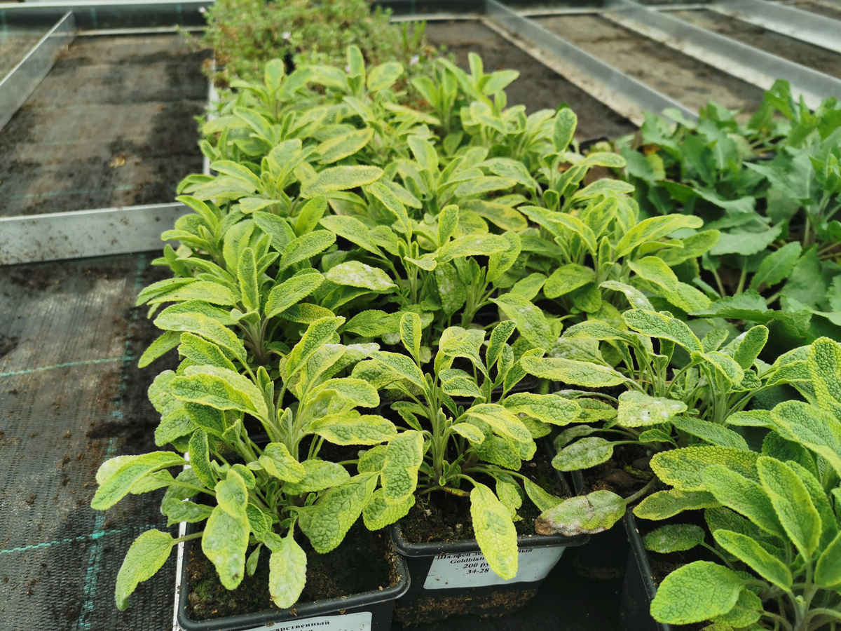 Шалфей лекарственный Goldblatt Icterina