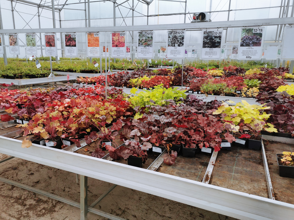 Г-ры в сортах