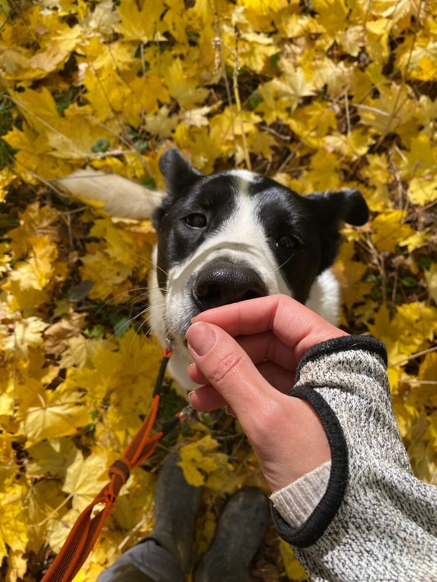 Смотрите какие у меня два масочных пятна на красивой мордахе!