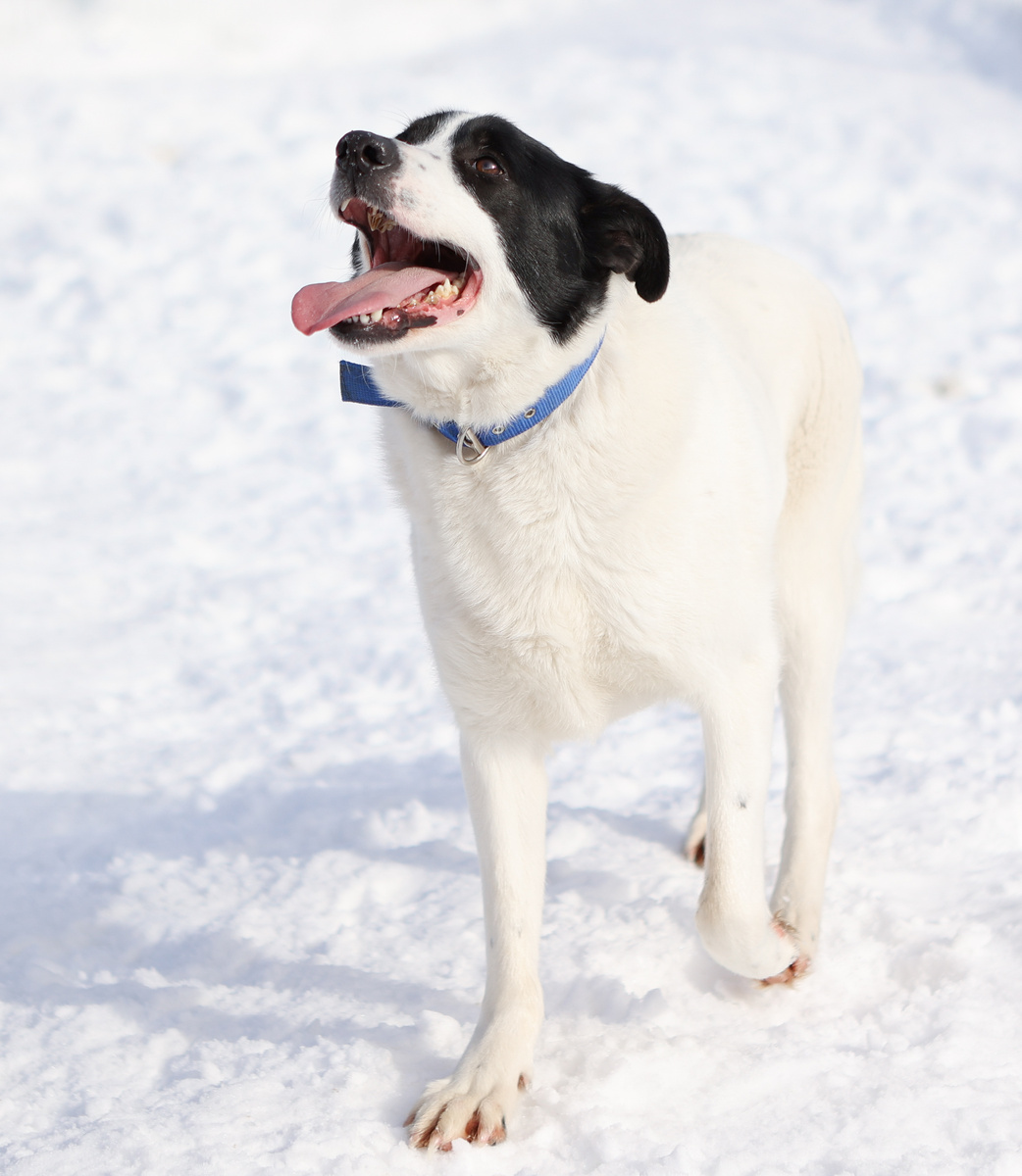 А у меня пятнышки намного оригинальнее долматина. Щас-щас - покажу!