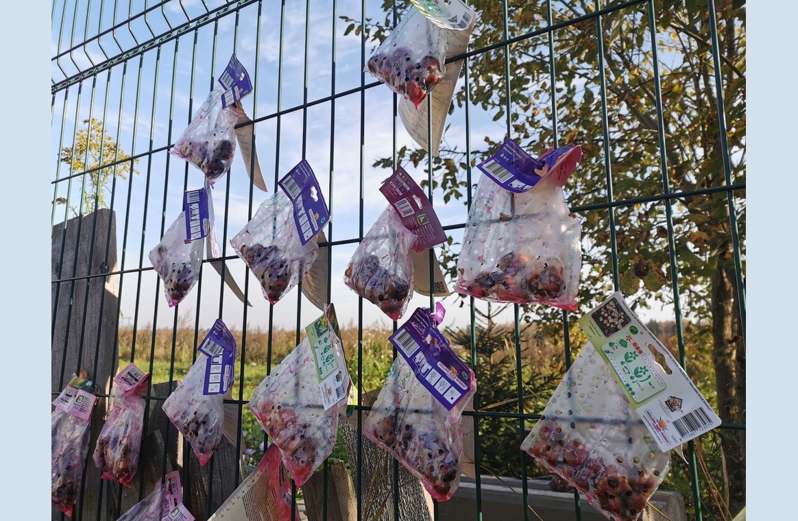 Луковичные сохнут после обработки в Максиме