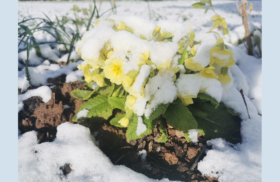 Снежное 9 мая 2024 года