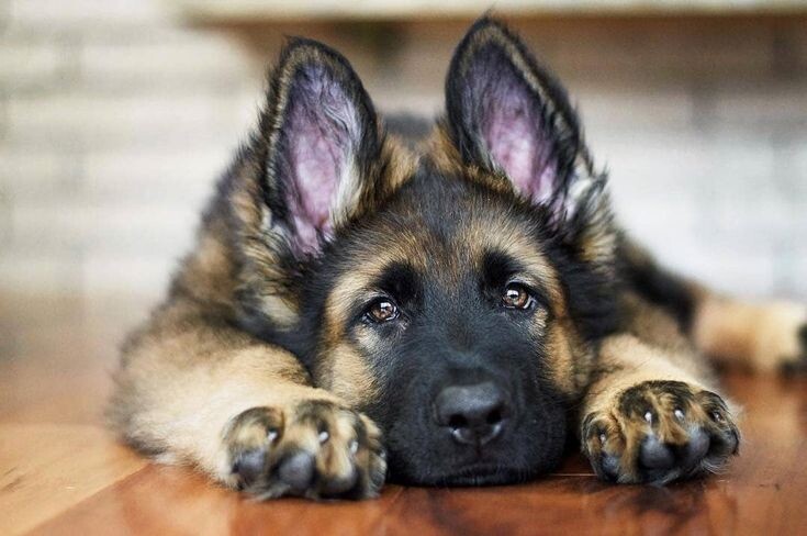 "И все улыбнулось в природе
Как солнце, душа просияла"(с) Фото: Pinterest / Jethro