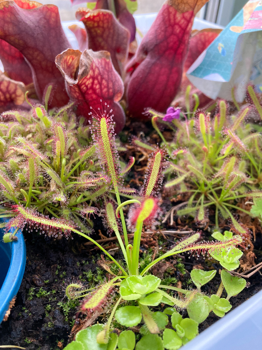 Росянка оправдывает своё название. Вырастила из семян.