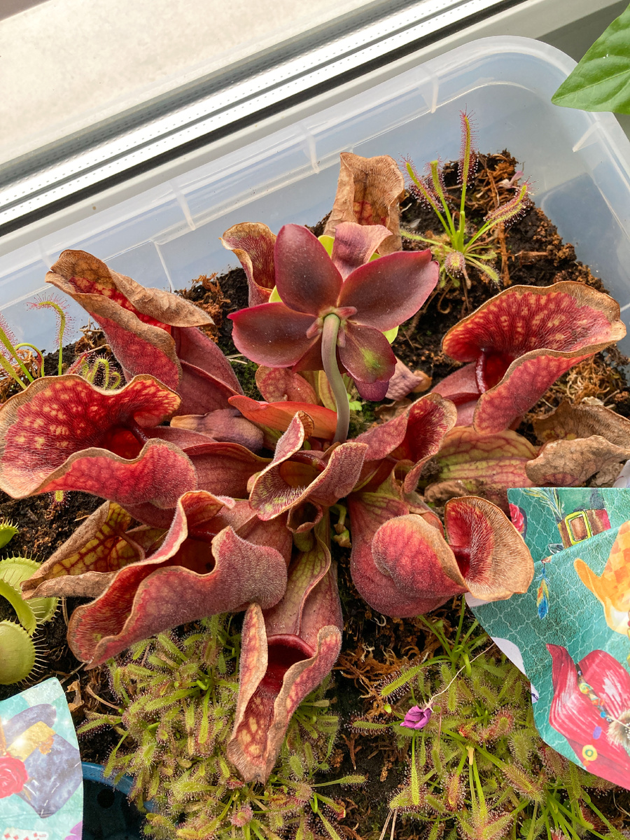 Саррацения цветет. 