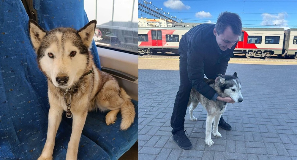 В Великом Новгороде ищут хозяев собаки, которая одна приехала на "Ласточке"