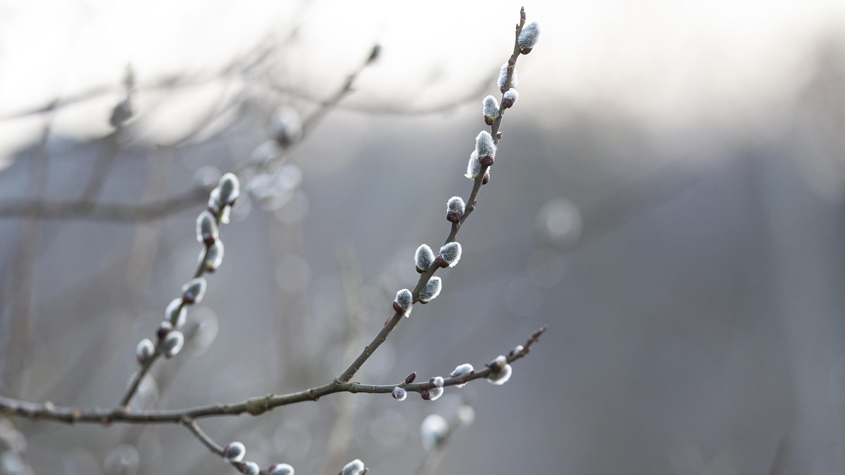    На Руси люди ходили к реке и собирали вербу. Фото: Freepik