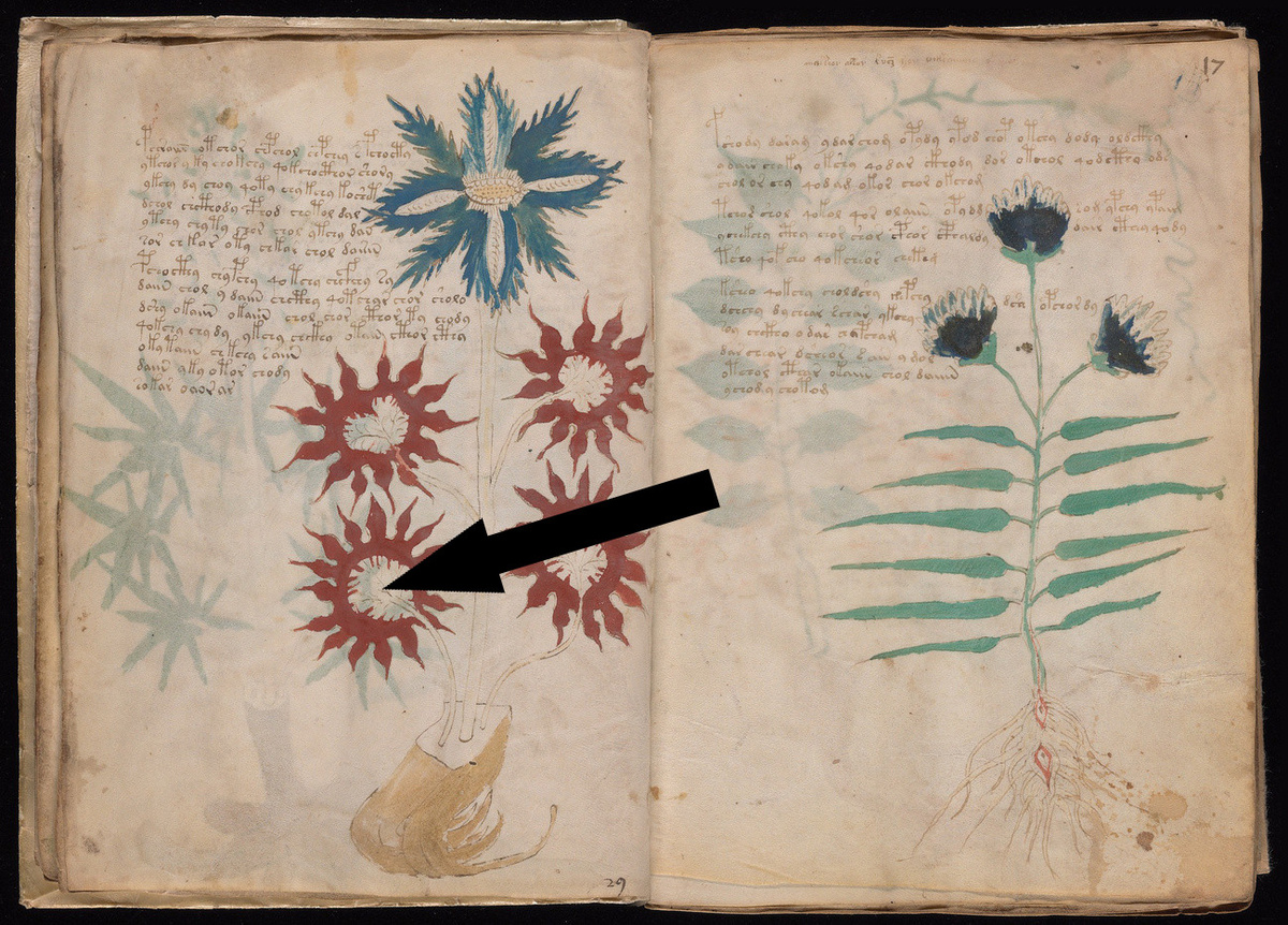    Тайна рукописи Войнича раскроется в 2025 или мы так и не узнаем ее секреты