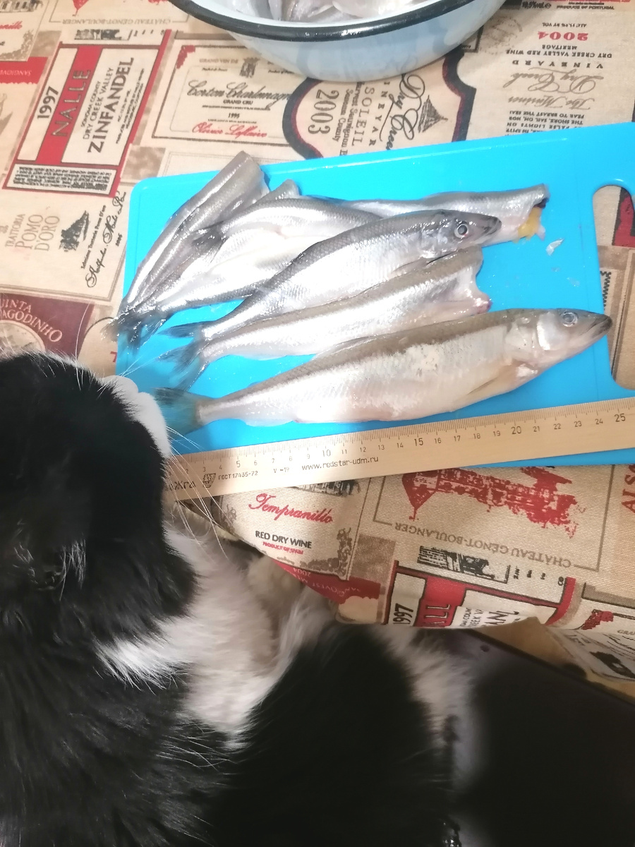 Это крупная корюшка, самая большая - 25 см. Мой кот рыбу нюхает, но не ест. Ни корюшку, ни какую другую. 