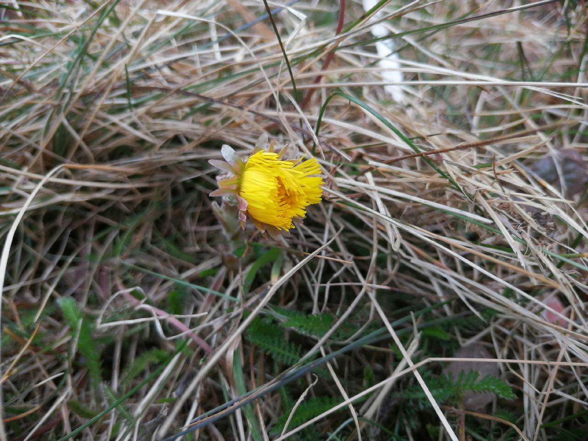 Дочь свою работу выполняет хорошо: я нашла для фото только один цветочек. 
