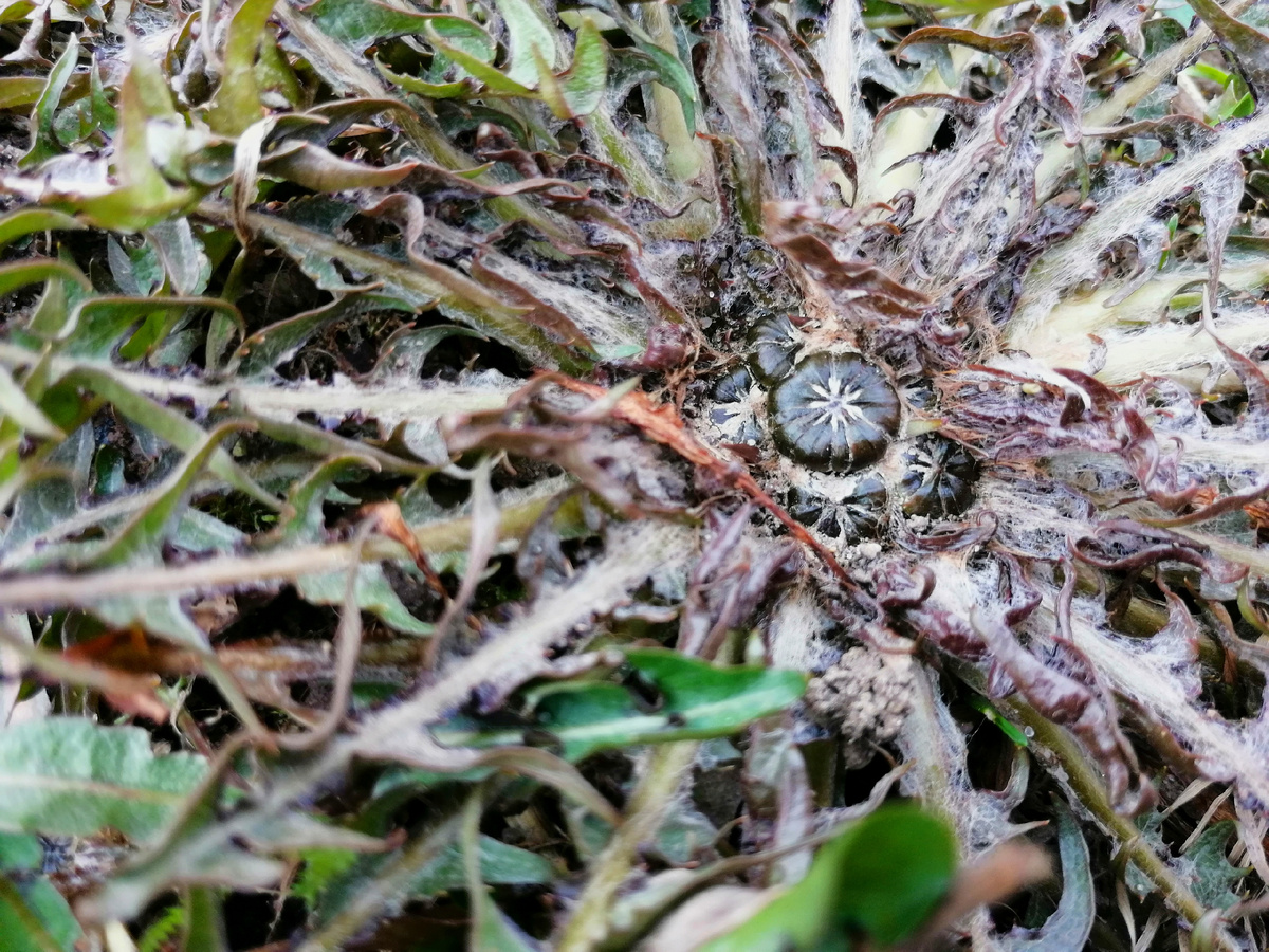 Чудище просто! Пару лет назад я выкопала одуванчик, в центре которого было видно одновременно порядка 30 таких бутонов. 