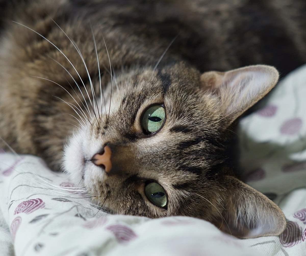 Хорошо котикам - ОГЭ сдавать не надо=) Всё фото авторские. 