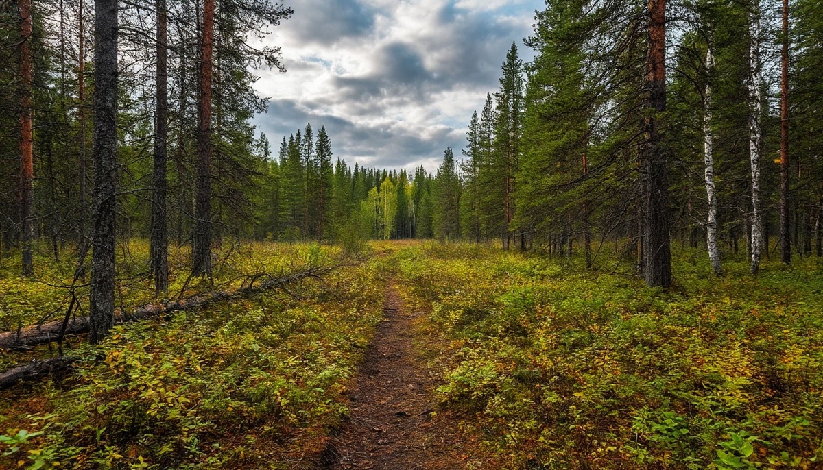 Теория временных и пространственных искажений в глухих лесах