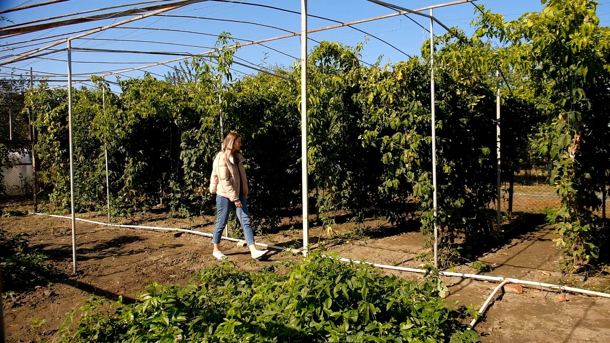 Наша мини плантация маракуйи фото 2023г