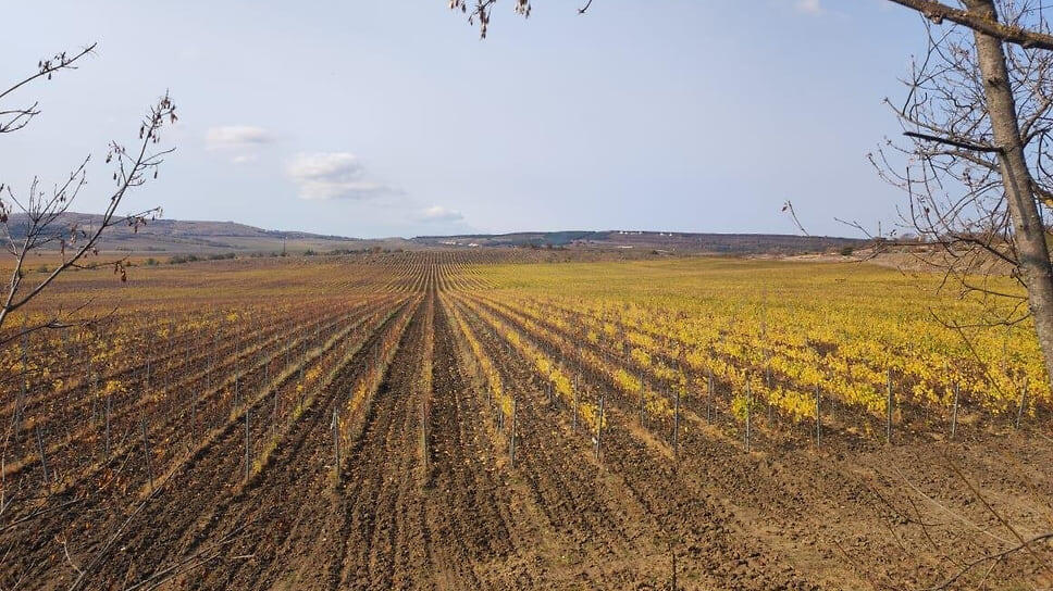 Фото: Группа компаний Агроплюс