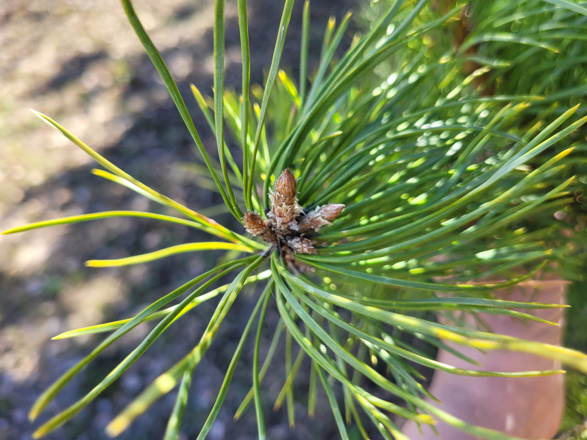 Центральная почка большая