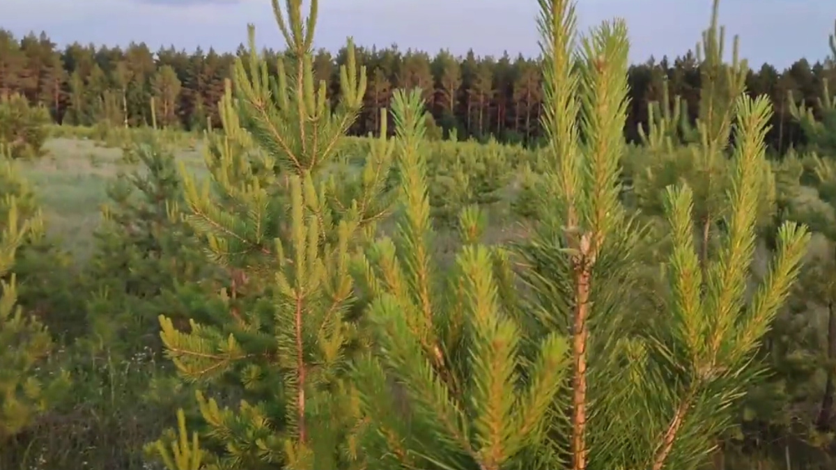 Молодые побеги