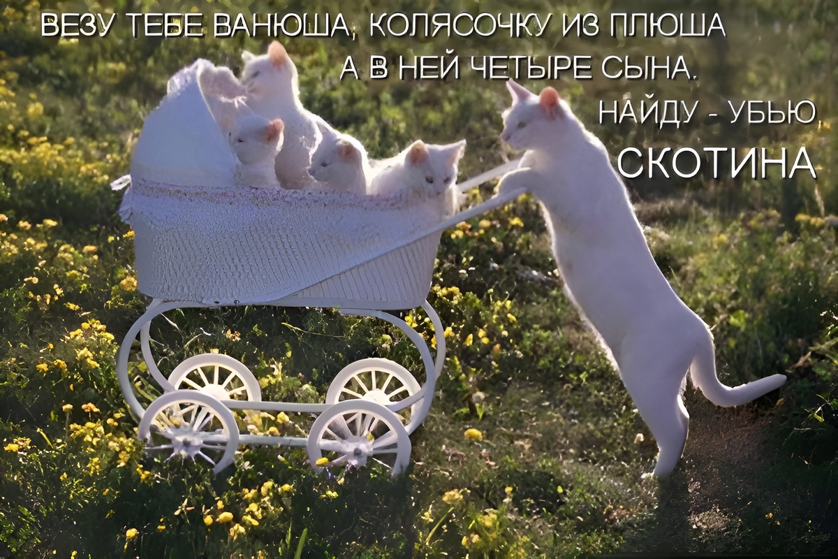 (Источник: kotomatricy)