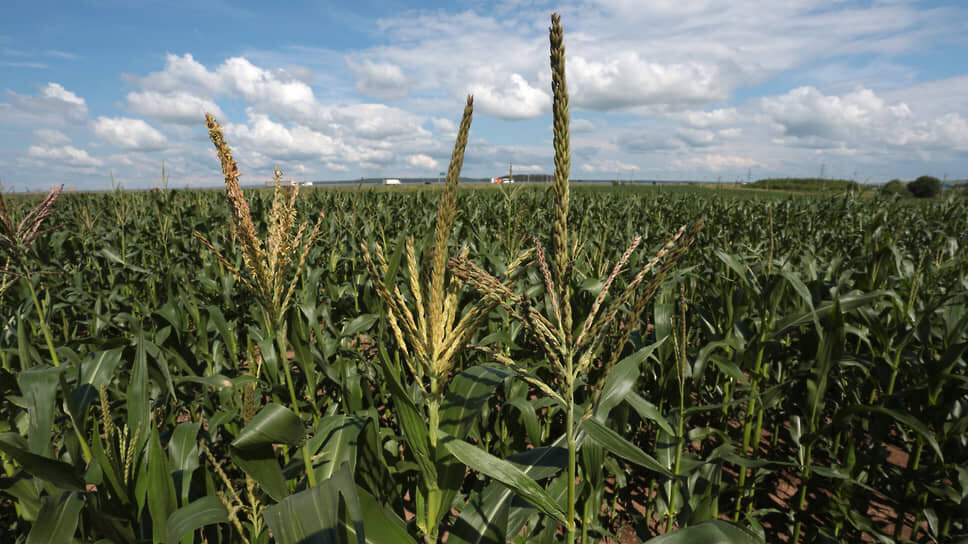 Фото: Максим Кимерлинг / Коммерсантъ