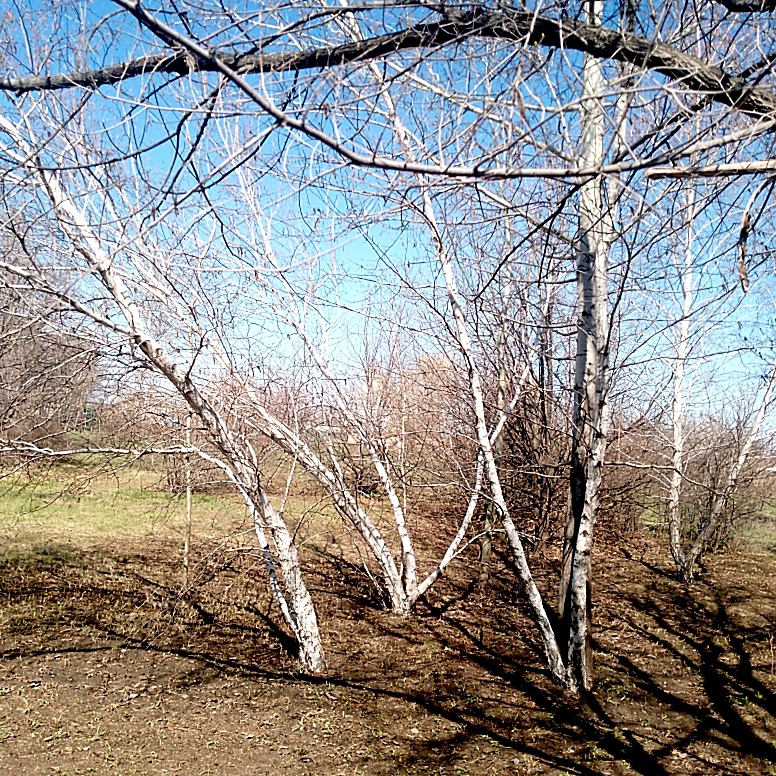 Фото из школьного сада