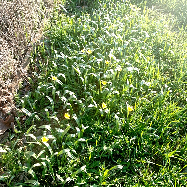 Полянка тюльпанов во дворе