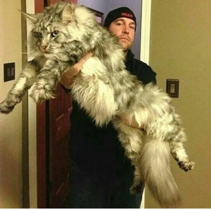 Не тяжело тебе хозяин? Держи крепчи