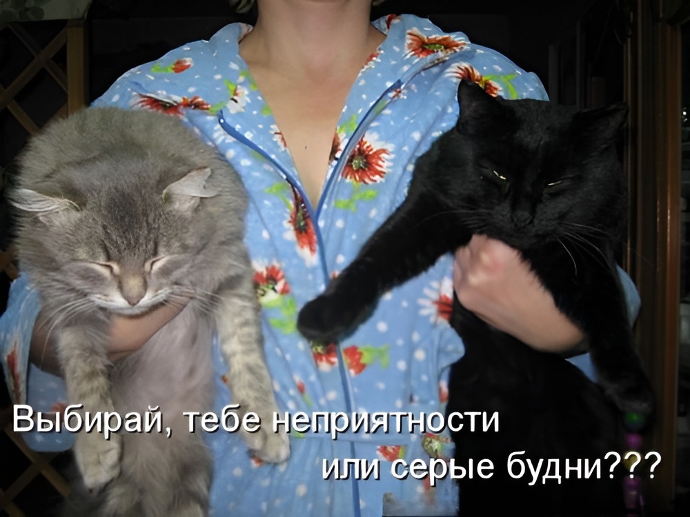 Источник: kotomatritsa
