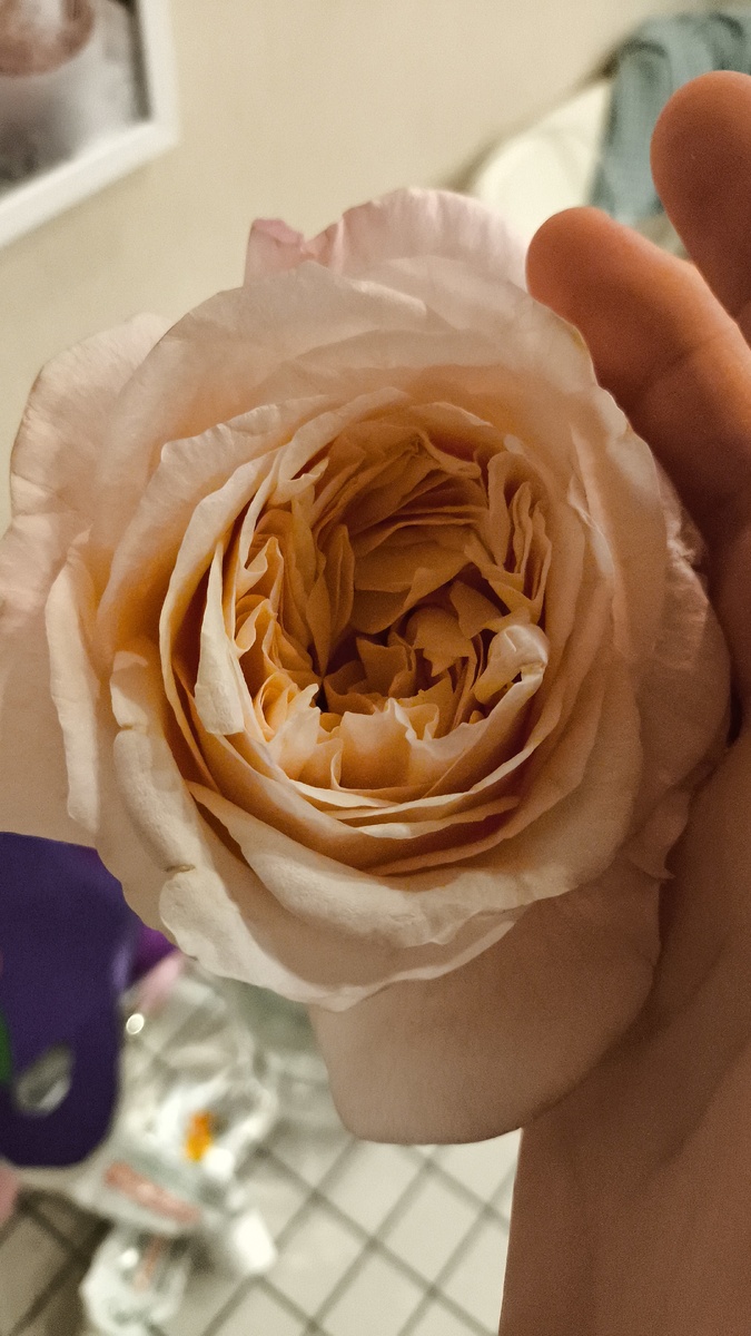 Пионовидные розы - это просто шедевры природы! 