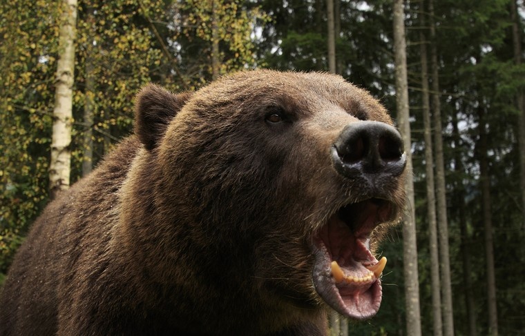    Shutterstock/FOTODOM