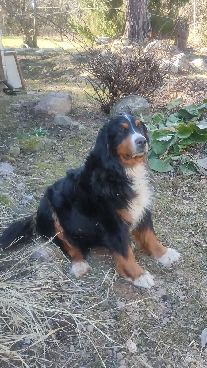 Боня... 14 декабря  2016 года - 4 апреля 2025 года