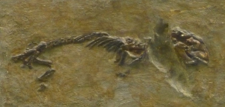 Голотип скелета мадизавра.