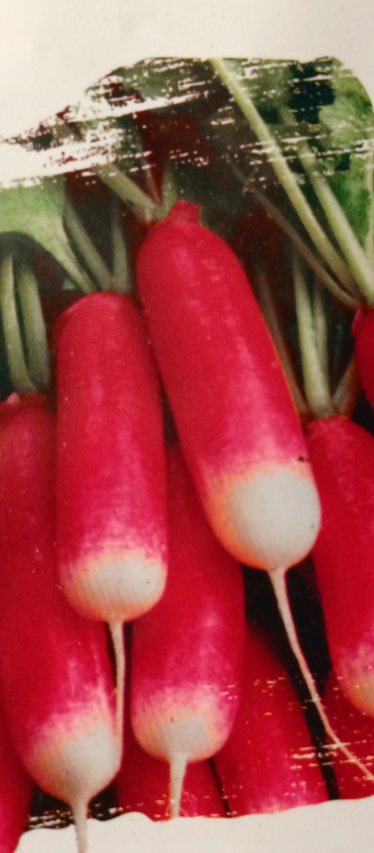 Редис сорт французский завтрак мой любимый.