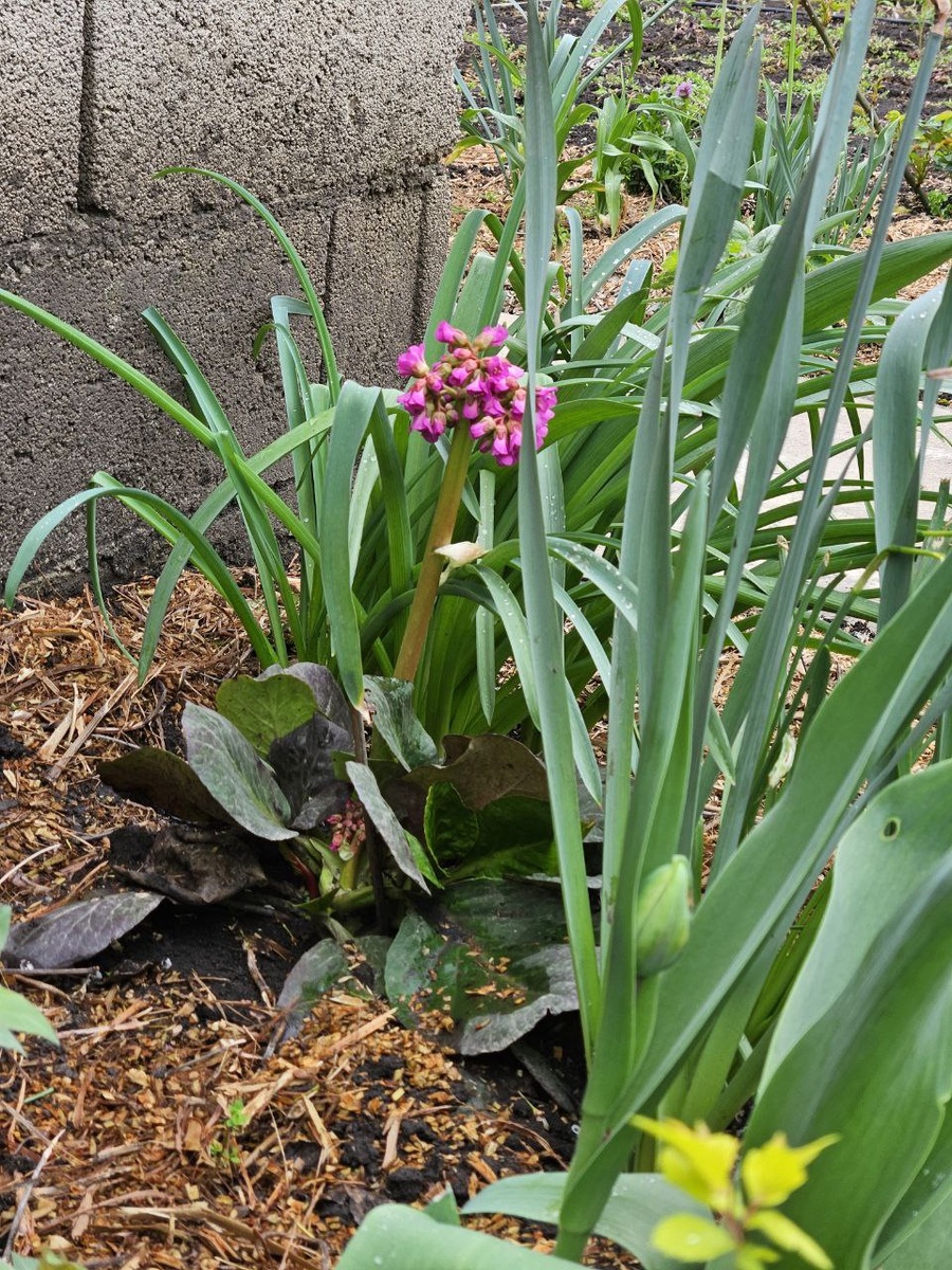 Бадан зацвел