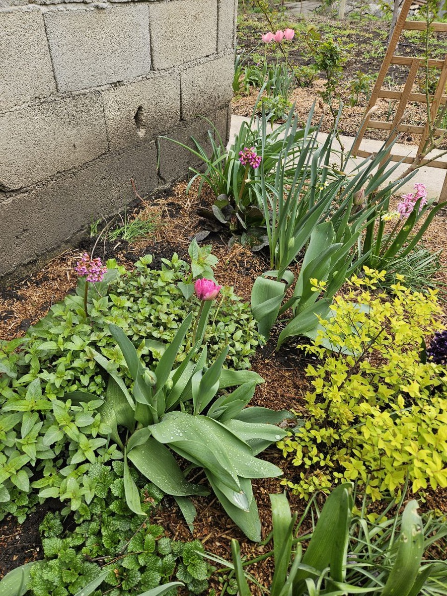 Бадан в цветнике