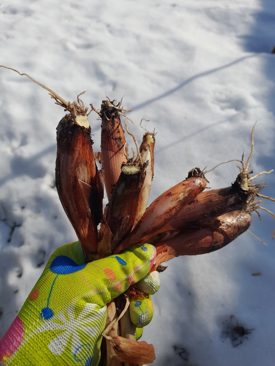 Луковицы, перезимовавшие в теплице.