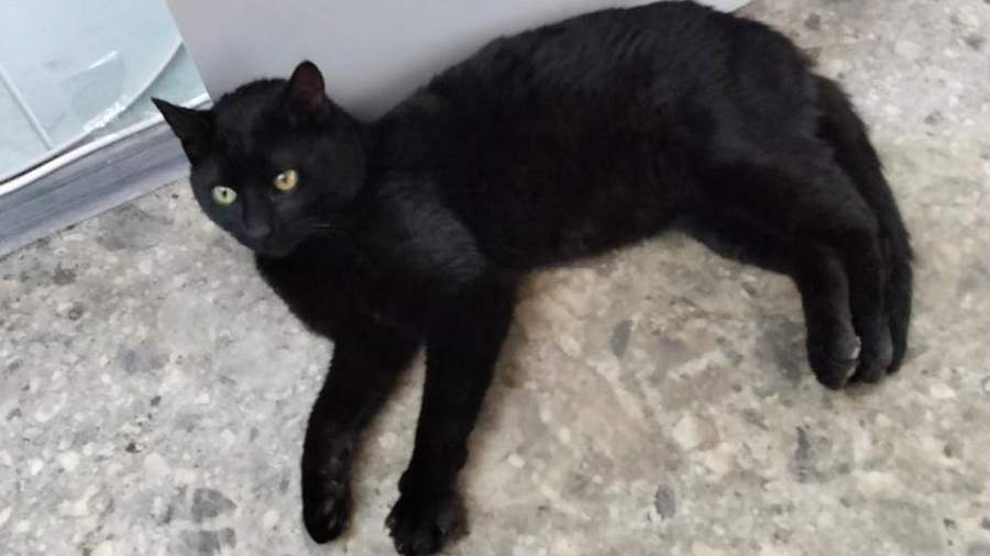 Полюбуйтесь на иммигранта. Источник:  vk.com/tgfesco