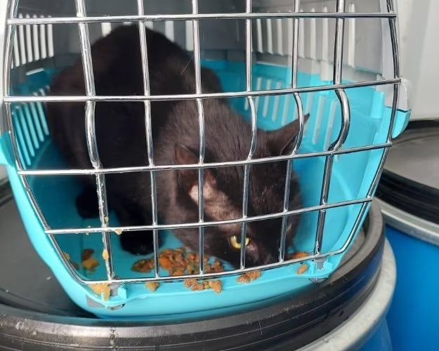 Сейчас Бурак отлично живет, его содержат, любят и лелеют. Источник: Кубань Информ