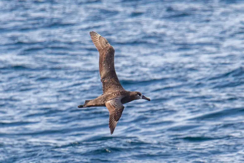 Птица снята в Охотском море между Шикотаном и Сахалином.